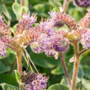 Phacelia californica, California Phacelia, Rock Phacelia, California Scorpionweed, Purple Flowers, Purple perennials