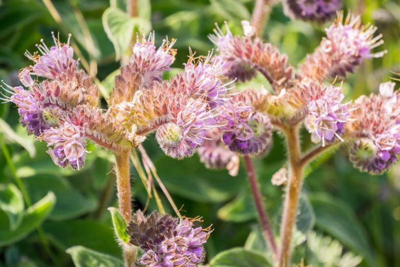 Phacelia californica, California Phacelia, Rock Phacelia, California Scorpionweed, Purple Flowers, Purple perennials