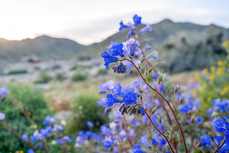 Phacelia campanularia, Desert Bluebell, California Bluebell, Arizona Bluebell, Desert Bells, Blue Flowers, Blue annuals