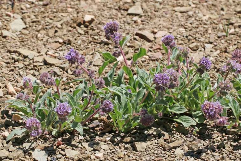 Phacelia hastata, Silverleaf Phacelia, Whiteleaf Phacelia, Purple Flowers, Purple perennials