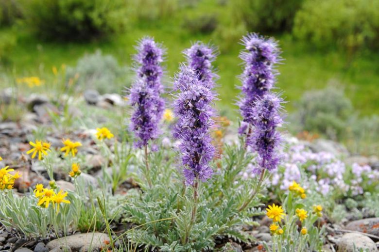 Phacelia sericea, Silky Phacelia, Purple Fringe, Purple Flowers, Purple annuals