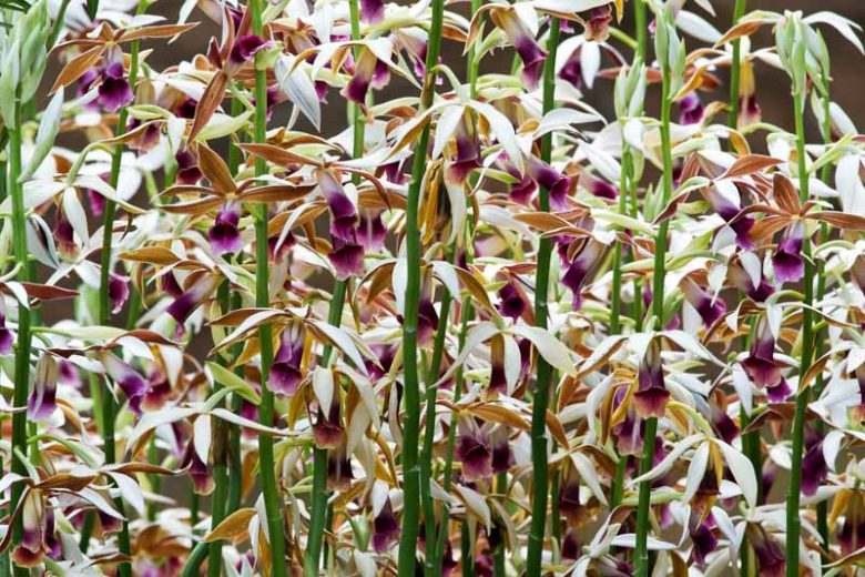 Phaius tankervilleae, Nun's Orchid, Phaius grandifolius, Purple Orchids, Fragrant Orchids, Easy Orchids, Easy to Grow Orchids