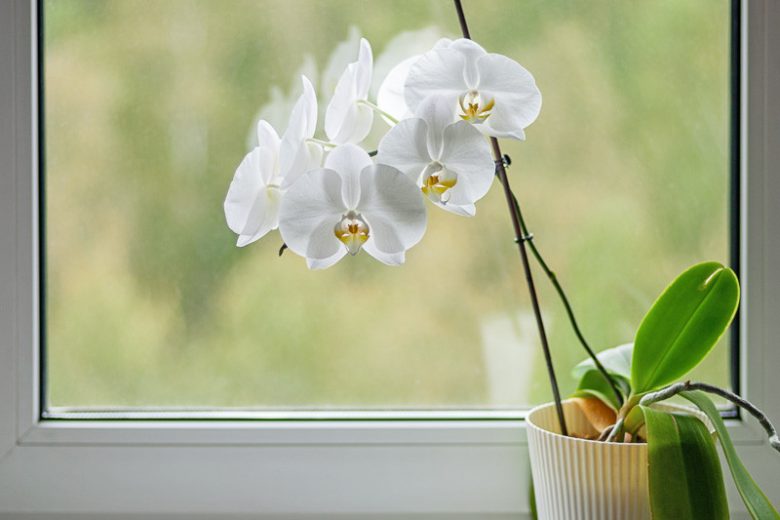 Phalaenopsis amabilis, Lovely Phalaenopsis, Epidendrum amabile, Cymbidium amabile, Synadena amabilis, Phalaenopsis grandiflora,  White Orchids, Easy Orchids, Easy to Grow Orchids