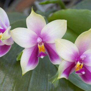 Phalaenopsis bellina, Moth Orchid, Beautiful Phalaenopsis,  Bicolor Orchids, Easy Orchids, Easy to Grow Orchids