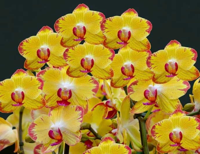 Phalaenopsis PAPAGAYO, Moth Orchid PAPAGAYO,  Phalaenopsis BEE STING, Yellow Orchids, Easy Orchids, Easy to Grow Orchids