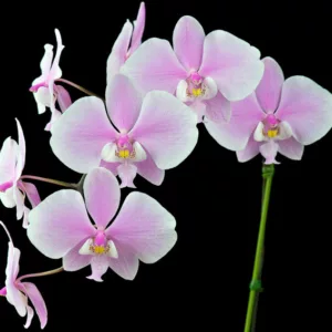 Phalaenopsis schilleriana, Moth Orchid, Schiller's Phalaenopsis,,  Pink Orchids, Easy Orchids, Easy to Grow Orchids