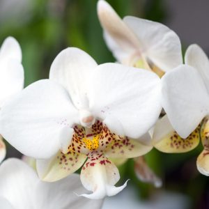 Phalaenopsis stuartiana, Moth Orchid, Moth Orchid, Stuart's Phalaenopsis, Phalaenopsis schilleriana,  White Orchids, Easy Orchids, Easy to Grow Orchids