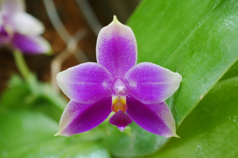 Phalaenopsis violacea, Moth Orchid, Violet Phalaenopsis, Beautiful Phalaenopsis,  Purple Orchids, Easy Orchids, Easy to Grow Orchids