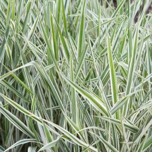 Phalaris arundinacea var. picta 'Picta', Gardener's Garters, Bride's Laces, French Grass, Lady Grass, Lady's Garters, Lady's laces, Lady's ribbons, Painted Grass, Ribbon Grass, Silver Grass, Reed Canary Grass, Canary Grass