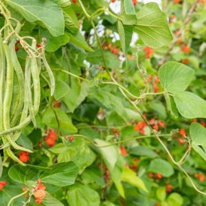 Phaseolus coccineus, Aztec Bean, Runner Beans, Butterfly Runner, Fire Bean, Multiflora Bean, Runner Bean, Scarlet Runner Bean, Scarlet Runner, Snap Bean