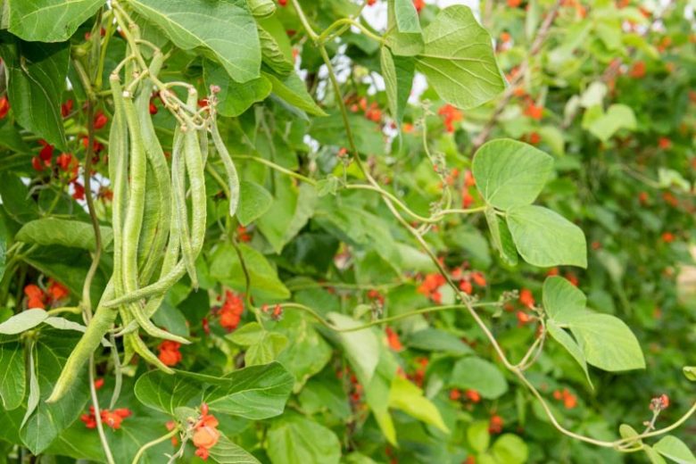 Phaseolus coccineus, Aztec Bean, Runner Beans, Butterfly Runner, Fire Bean, Multiflora Bean, Runner Bean, Scarlet Runner Bean, Scarlet Runner, Snap Bean