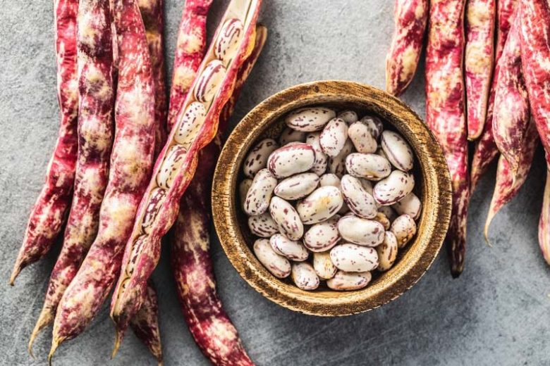 Cranberry Bean, Borlotti Bean, Roman Bean, Romano Bean, Saluggia Bean, Gadhra Bean, Rosecoco Bean, Phaseolus vulgaris Cranberry Group