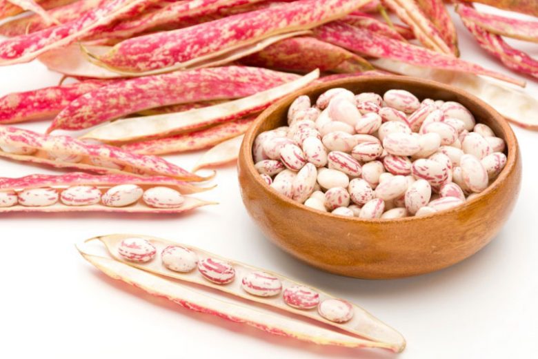 Pinto Beans, Pinto Beans, Frijoles Pintos, Painted Bean, Mottled Beans, Poroto Frutilla, Strawberry Bean, Carioca Bean, Phaseolus vulgaris Pinto Group