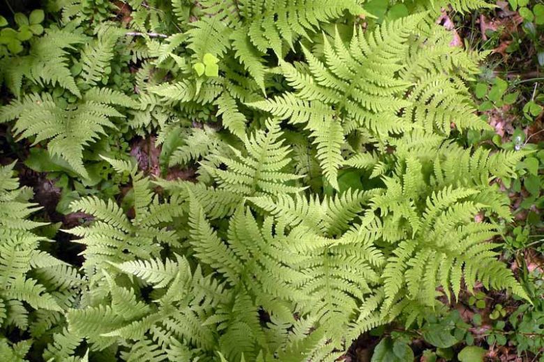 Phegopteris hexagonoptera, Broad Beechfern, Broad Beech Fern, Dryopteris hexagonoptera, Thelypteris hexagonoptera, Shade plants, shade perennial, plants for shade, plants for wet soil