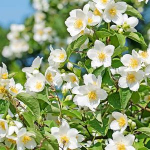 philadelphus coronarius, Mock Orange,  Sweet Mock Orange, White flowers, Fragrant shrub, Flowering Shrub