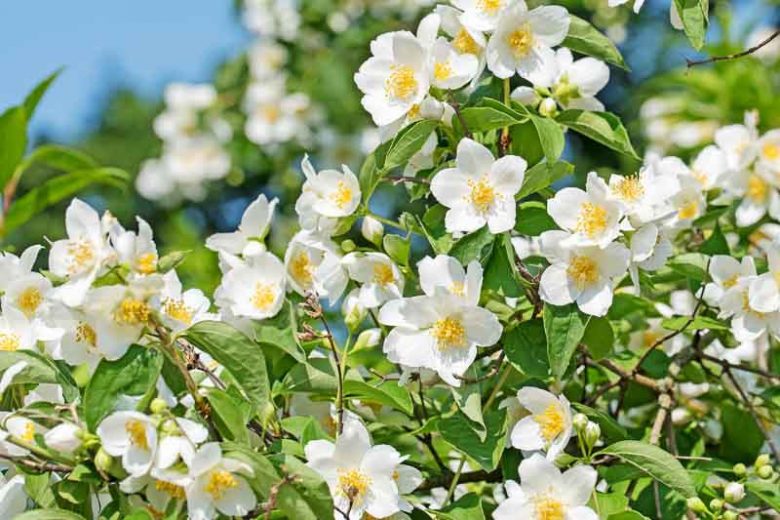 philadelphus coronarius, Mock Orange,  Sweet Mock Orange, White flowers, Fragrant shrub, Flowering Shrub