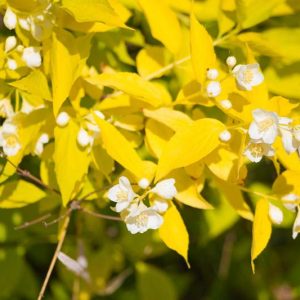 philadelphus coronarius 'Aureus', Mock Orange 'Aureus',  Sweet Mock Orange 'Aureus', Fragrant Mockorange 'Aureus', Philadelphus caucasicus 'Aureus', White flowers, Fragrant shrub, Flowering Shrub, Golden Foliage
