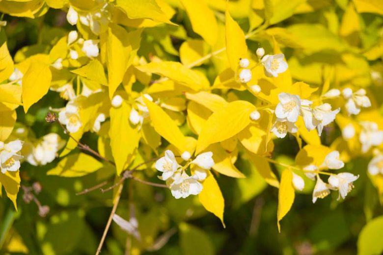 philadelphus coronarius 'Aureus', Mock Orange 'Aureus',  Sweet Mock Orange 'Aureus', Fragrant Mockorange 'Aureus', Philadelphus caucasicus 'Aureus', White flowers, Fragrant shrub, Flowering Shrub, Golden Foliage