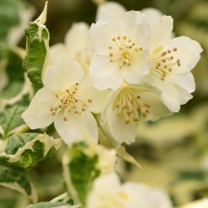 philadelphus coronarius 'Variegatus', Mock Orange 'Variegatus',  Sweet Mock Orange 'Variegatus', White flowers, Fragrant shrub, Flowering Shrub