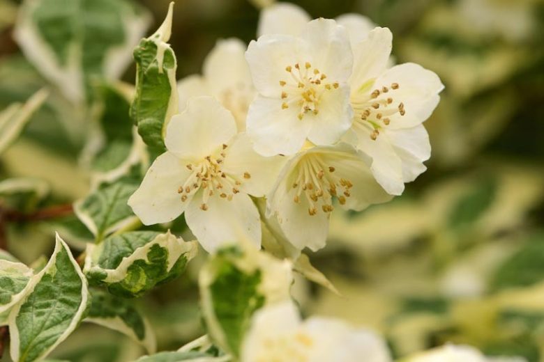 philadelphus coronarius 'Variegatus', Mock Orange 'Variegatus',  Sweet Mock Orange 'Variegatus', White flowers, Fragrant shrub, Flowering Shrub