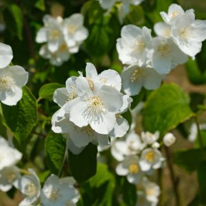 Philadelphus inodorus, Scentless Mock Orange,  Appalachian Mock Orange, Mock Orange, White flowers, Flowering Shrub