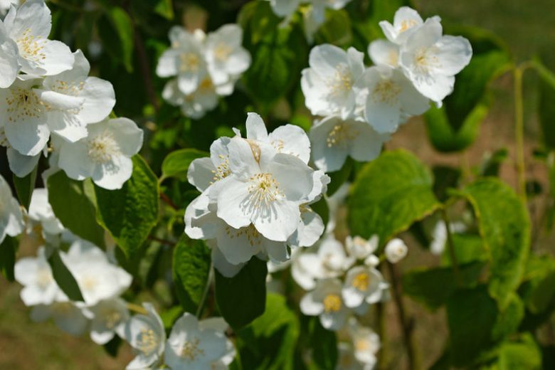 Philadelphus inodorus, Scentless Mock Orange,  Appalachian Mock Orange, Mock Orange, White flowers, Flowering Shrub