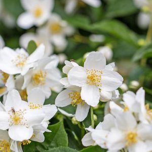 philadelphus lewisii, Wild Mock Orange, Lewis' Mock Orange,  Mock Orange, California Mock Orange, White flowers, Fragrant shrub, Flowering Shrub