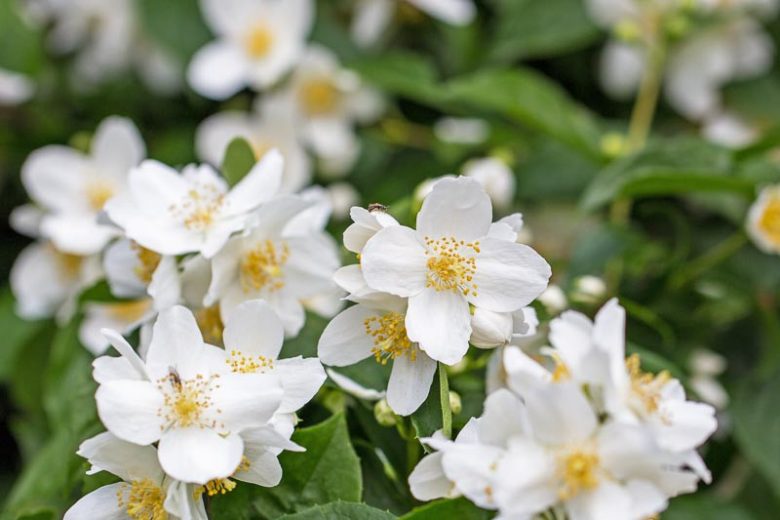 philadelphus lewisii, Wild Mock Orange, Lewis' Mock Orange,  Mock Orange, California Mock Orange, White flowers, Fragrant shrub, Flowering Shrub