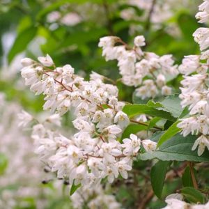 philadelphus microphyllus, Littleleaf Mock Orange, Mock Orange, White flowers, Fragrant shrub, Flowering Shrub