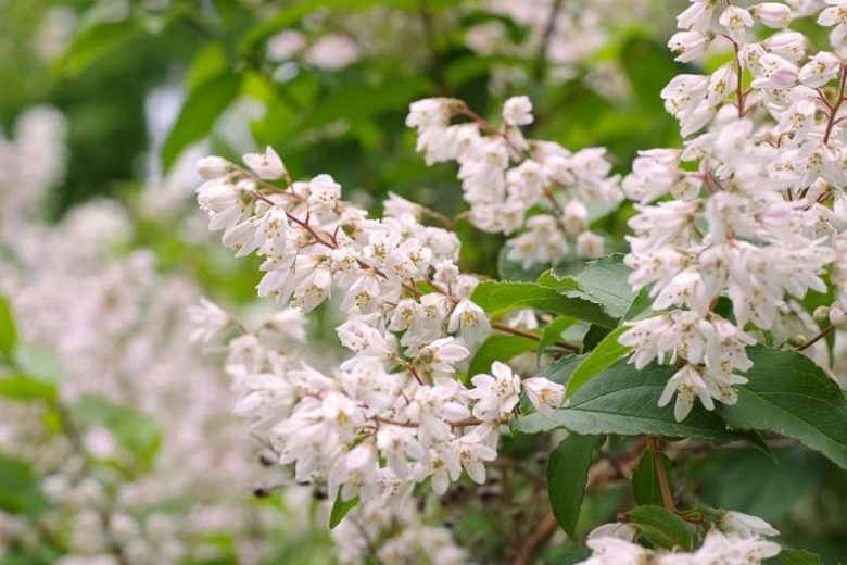 philadelphus microphyllus, Littleleaf Mock Orange, Mock Orange, White flowers, Fragrant shrub, Flowering Shrub