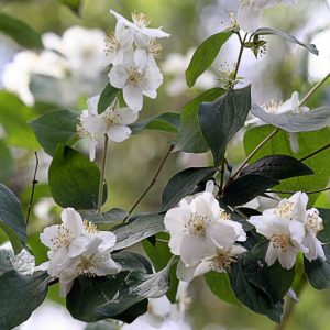 philadelphus pubescens, Hoary Mock Orange, Broad-Leaved Mock Orange, White flowers, Fragrant shrub, Flowering Shrub