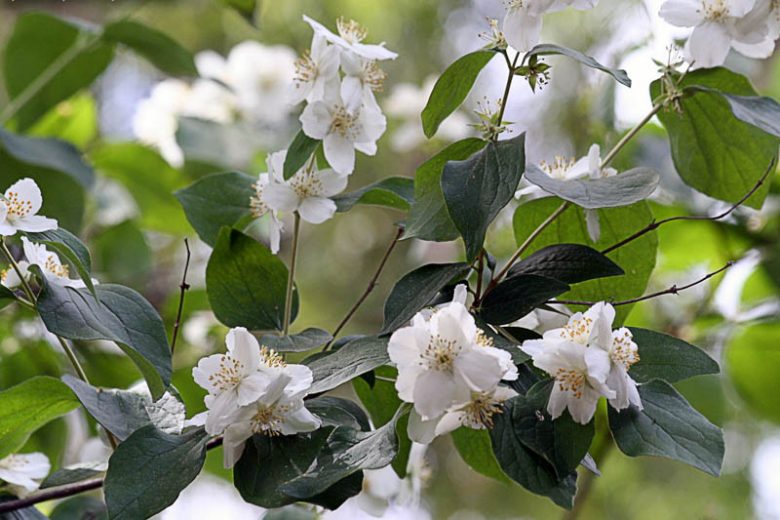 philadelphus pubescens, Hoary Mock Orange, Broad-Leaved Mock Orange, White flowers, Fragrant shrub, Flowering Shrub