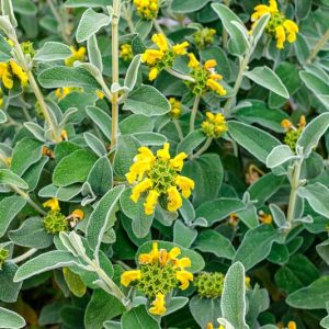 Phlomis lanata, Woolly Jerusalem Sage, Yellow Clary, Deer resistant perennials, Yellow perennials