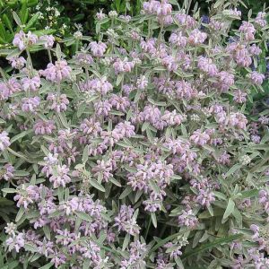 Phlomis italica, Balearic Island Sage, Italian Jerusalem Sage, Drought resistant perennials, Pink perennials, Lavender perennials