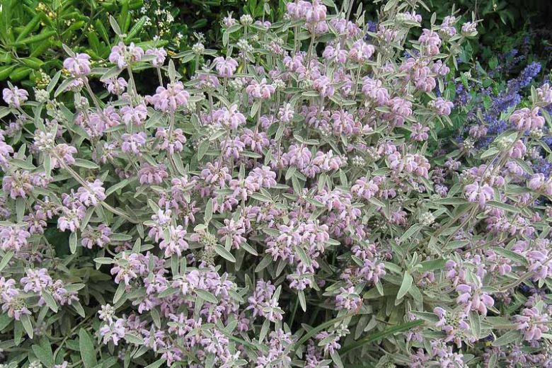 Phlomis italica, Balearic Island Sage, Italian Jerusalem Sage, Drought resistant perennials, Pink perennials, Lavender perennials