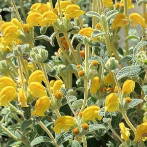 Phlomis lanata  'Pygmy', Woolly Jerusalem Sage  'Pygmy', Woolly Jerusalem Sage ' 'Pygmy', Dwarf Jerusalem Sage, Yellow Clary, Deer resistant perennials, Yellow perennials