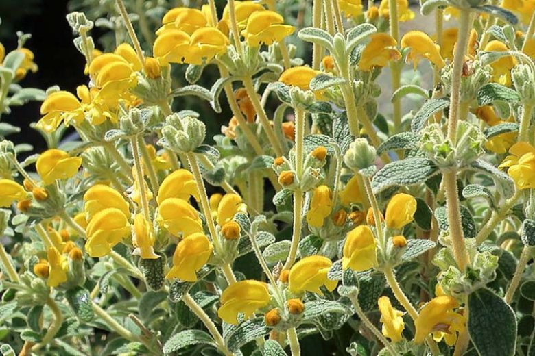 Phlomis lanata  'Pygmy', Woolly Jerusalem Sage  'Pygmy', Woolly Jerusalem Sage ' 'Pygmy', Dwarf Jerusalem Sage, Yellow Clary, Deer resistant perennials, Yellow perennials
