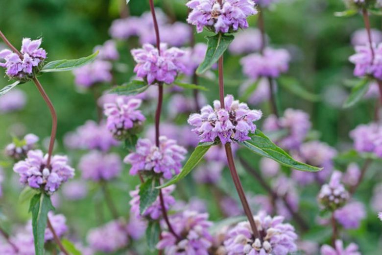 Phlomis Tuberosa, Jerusalem Sage, Drought resistant perennials, Pink perennials, Lavender perennials