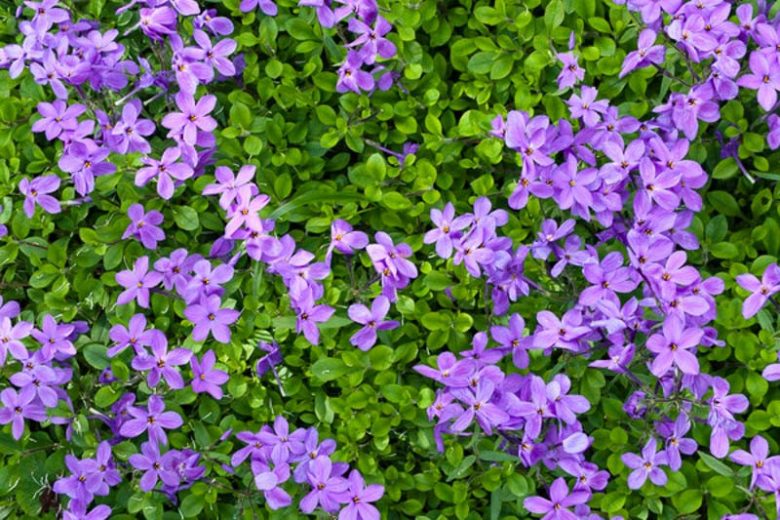 Phlox Stolonifera, Creeping Phlox, Purple Phlox, Purple flowers, Groundcover, Perennial groundcover