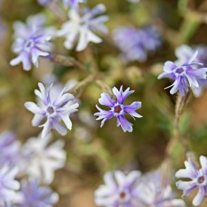 Phlox bifida, Sand Phlox, Cleft-Petalled Phlox, Bifid Phlox, Blue Phlox