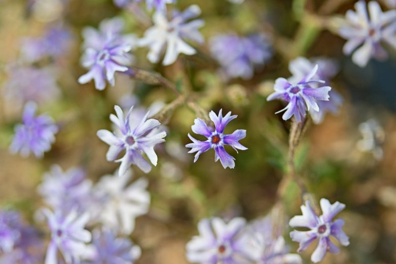 Phlox bifida, Sand Phlox, Cleft-Petalled Phlox, Bifid Phlox, Blue Phlox