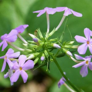 Phlox carolina, Carolina Phlox, Summer Phlox, Thickleaf Phlox, Pink Phlox, Lavender Phlox, Purple Phlox, White Phlox