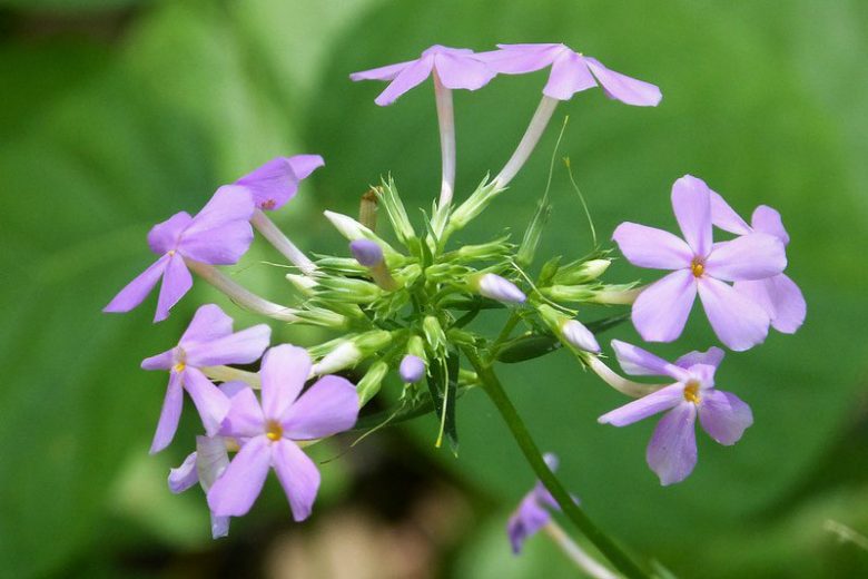 Phlox carolina, Carolina Phlox, Summer Phlox, Thickleaf Phlox, Pink Phlox, Lavender Phlox, Purple Phlox, White Phlox