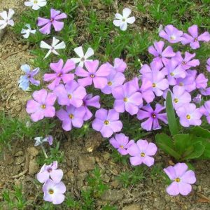 Phlox diffusa, Mat Phlox, Spreading Phlox, Lavender Phlox, Lavender flowers, Groundcover, Perennial groundcover, White Phlox, White flowers