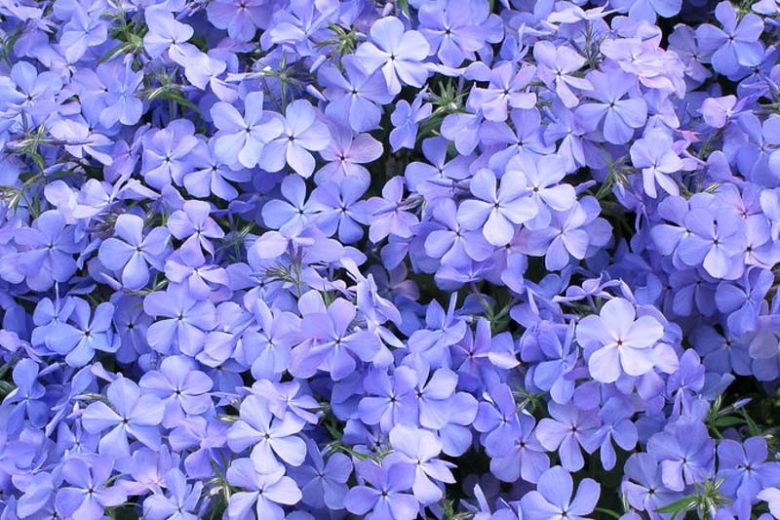 Phlox Divaricata 'Blue Moon', Woodland Phlox 'Blue Moon', Wild Sweet William 'Blue Moon', Blue Phlox 'Blue Moon', Wild Blue Phlox 'Blue Moon', Louisiana Phlox 'Blue Moon', Blue Woodland Phlox 'Blue Moon', Sweet William 'Blue Moon'