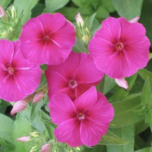 Phlox drummondii, Annual Phlox, Drummond Phlox, Pride-of-Texas, Texas Pride, Purple Phlox, Purple flowers, Groundcover, Ground cover