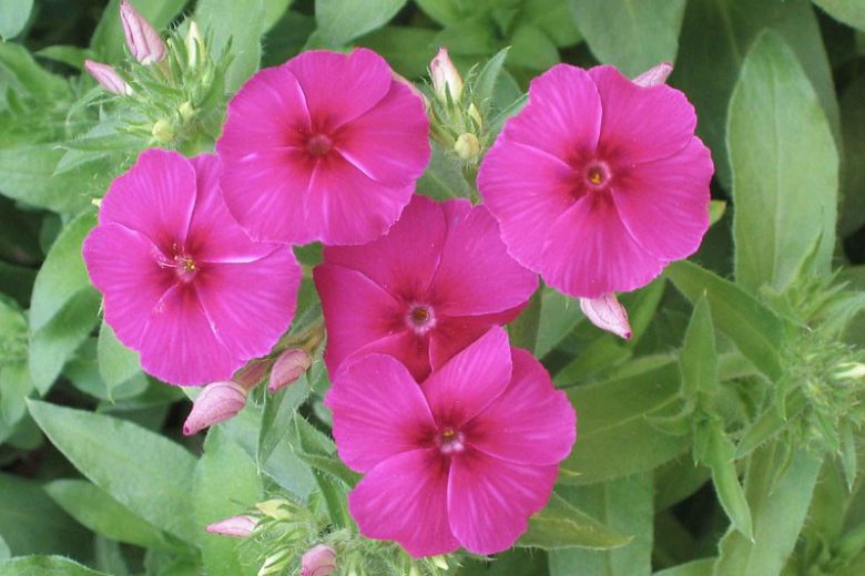 Phlox drummondii, Annual Phlox, Drummond Phlox, Pride-of-Texas, Texas Pride, Purple Phlox, Purple flowers, Groundcover, Ground cover
