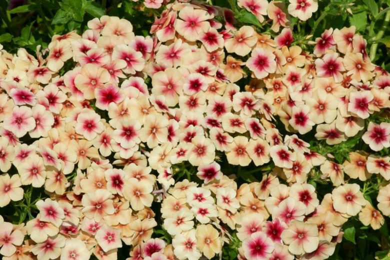 Phlox drummondii Cherry Caramel, Annual Phlox Cherry Caramel, Drummond Phlox Cherry Caramel, Pride-of-Texas Cherry Caramel, Texas Pride Cherry Caramel, Apricot Phlox, Apricot flowers, Groundcover, Ground cover