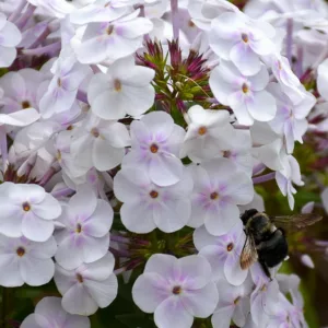 Phlox paniculata Fashionably Early Crystal, Border Phlox Fashionably Early Crystal, Fall Phlox Fashionably Early Crystal, Garden Phlox Fashionably Early Crystal, Perennial Phlox  Fashionably Early Crystal, Summer Phlox Fashionably Early Crystal, White Garden Phlox, White Phlox