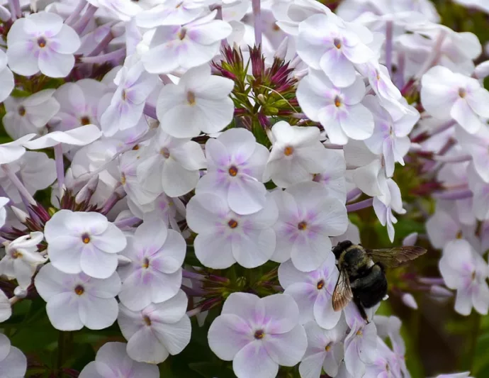 Phlox paniculata Fashionably Early Crystal, Border Phlox Fashionably Early Crystal, Fall Phlox Fashionably Early Crystal, Garden Phlox Fashionably Early Crystal, Perennial Phlox  Fashionably Early Crystal, Summer Phlox Fashionably Early Crystal, White Garden Phlox, White Phlox
